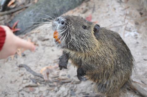 Nutria (Myocastor coypus) are native to South America and are considered an invasive species in the United States.They were brought to the U.S. in the late 1800s by fur farmers looking to raise them for their (then) …